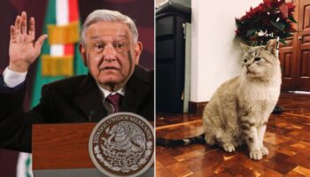 Gatos 'dominan' Palacio Nacional: AMLO