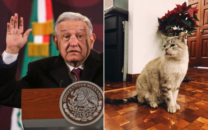 PETA reconoce a AMLO por proteger a gatos en Palacio Nacional | Video PETA reconoce a AMLO por proteger a gatos en Palacio Nacional | Video