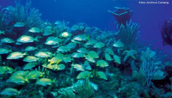 Falta establecer las 'reglas de juego' de las 20 nuevas áreas naturales protegidas: Oceana | Entérate