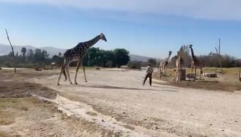 ¡Se logró! Benito se reúne con su nueva familia en Africam Safari | Video