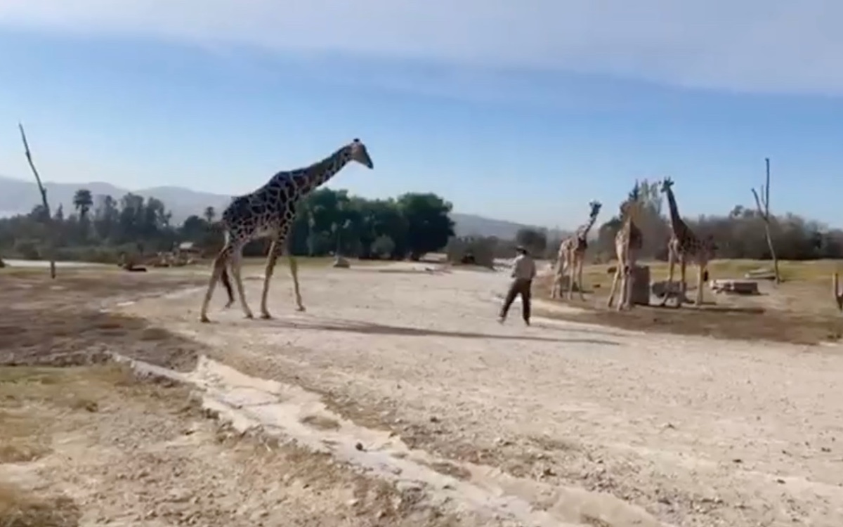 ¡Se logró! Benito se reúne con su nueva familia en Africam Safari | Video ¡Se logró! Benito se reúne con su nueva familia en Africam Safari | Video