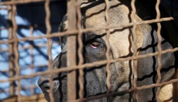 Consumo de perros: una práctica vigente en países asiáticos como China y Vietnam