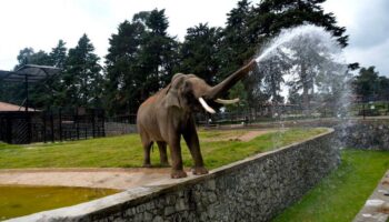 Muere elefante Ted a los 60 años, conocido por mojar a visitantes de zoológico en Edomex