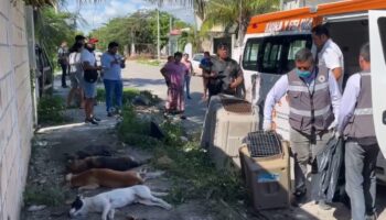 Envenenan a 7 perros callejeros en Cancún