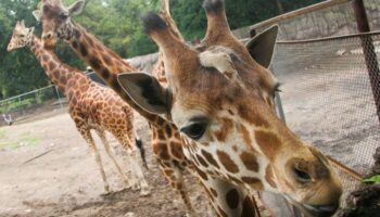 Murieron siete jirafas en tres años al interior de zoológicos de la CDMX
