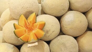 México no encontró salmonella en procesadora de melón en Sonora vinculada con brote en EU y Canadá