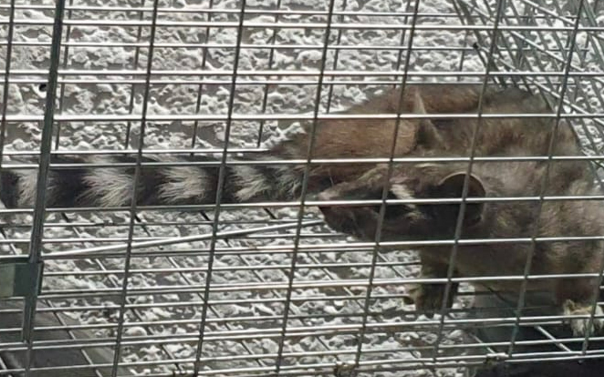 Video | Metro rescata a cacomixtle en la Línea 1; ‘estrenó’ la estación Cuauhtémoc