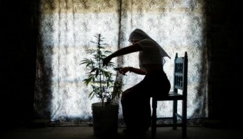 Las ‘monjas’ de la marihuana de México quieren arrebatarle la planta a los narcos