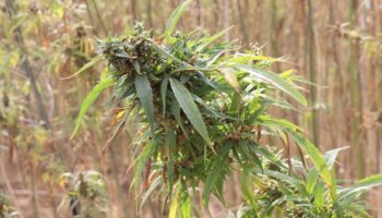 En Oaxaca levantan primera cosecha de cannabis para uso industrial | Fotos