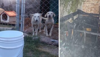 Albergue para perritos se incendia en Año Nuevo; sospechan incidente por pirotecnia