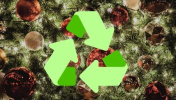 ¡Recicla tu árbol de Navidad! Aquí los centros de acopio en CDMX, Edomex y Puebla