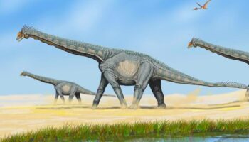 Descubren en china fósiles atribuidos a un nuevo titanosaurio