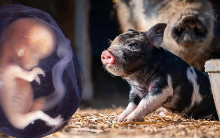 Planean en Japón el primer trasplante de riñón de cerdo a un feto humano