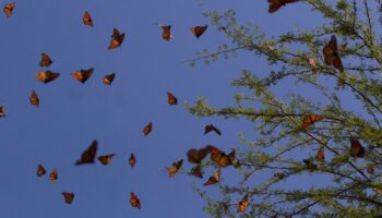 Ocupación de mariposa monarca en México reduce 59% en comparación al 2023 | Video