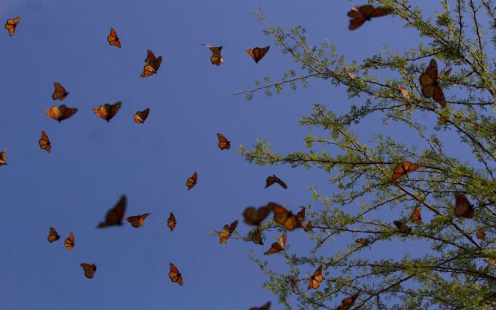 Reportan incendio cerca del santuario de la mariposa monarca en Michoacán | Video Reportan incendio cerca del santuario de la mariposa monarca en Michoacán | Video