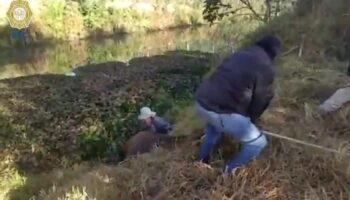 Rescatan a caballo que cayó en canal pantanoso de Xochimilco | Video