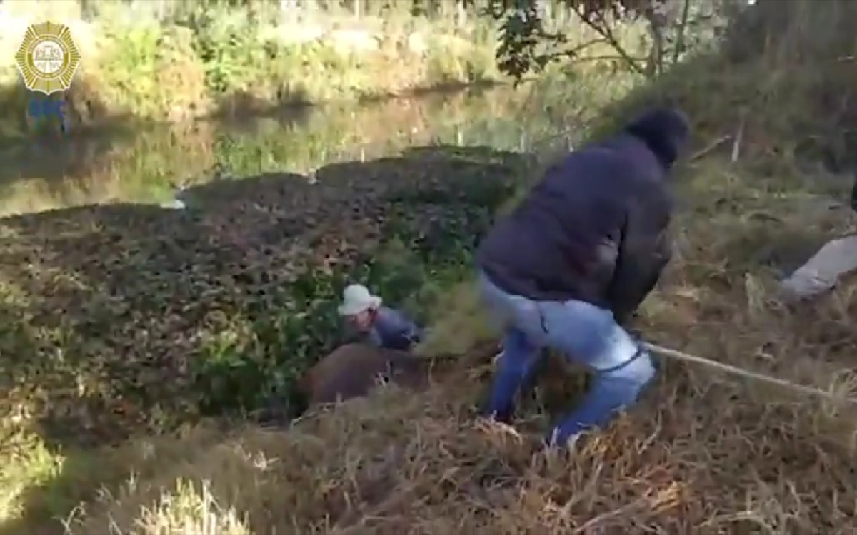 Rescatan a caballo que cayó en canal pantanoso de Xochimilco | Video