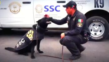 ¡Adiós Adis!, perro policía se retira del servicio y su compañero humano se despide con emotivo mensaje | Video