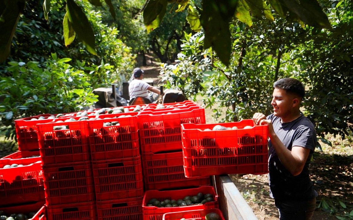 Super Bowl recibirá 130 mil toneladas de aguacate de productores de México