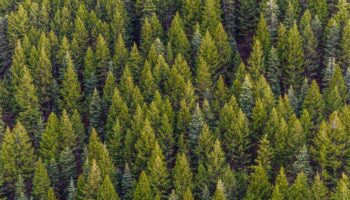 Los árboles luchan por 'respirar' y tosen CO2 a medida que el clima se calienta