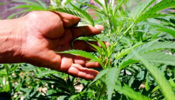 Desmiente Cofepris supuesta autorización para cultivo de cannabis en Oaxaca