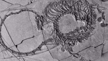 Nuevos fósiles revelan un 'dragón chino' que vivió hace 240 millones de años