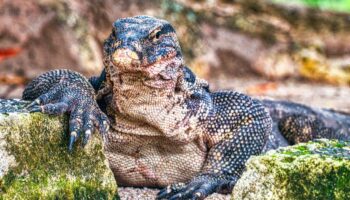 El dragón de Komodo tiene dientes de dinosaurio