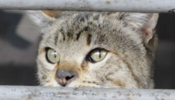 Profepa confirma muerte de 9 felinos en Veracruz: son gatos domésticos y no tigrillos, apuntan
