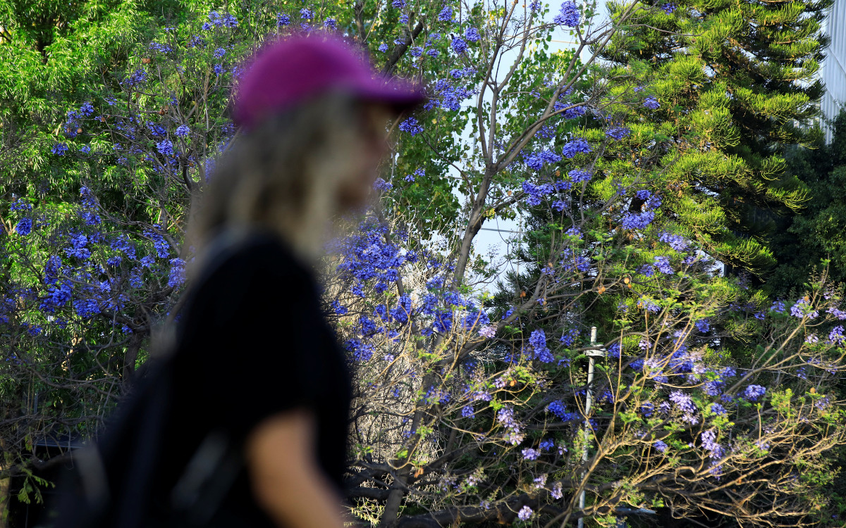 Las jacarandas florecieron antes y detonaron el debate sobre el cambio climático