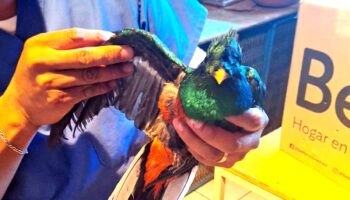 CDMX: Rescatan a Quetzal guatemalteco atrapado en árbol