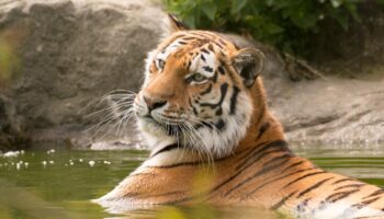 Hallan tigre decapitado en zona turística de Valle de Bravo