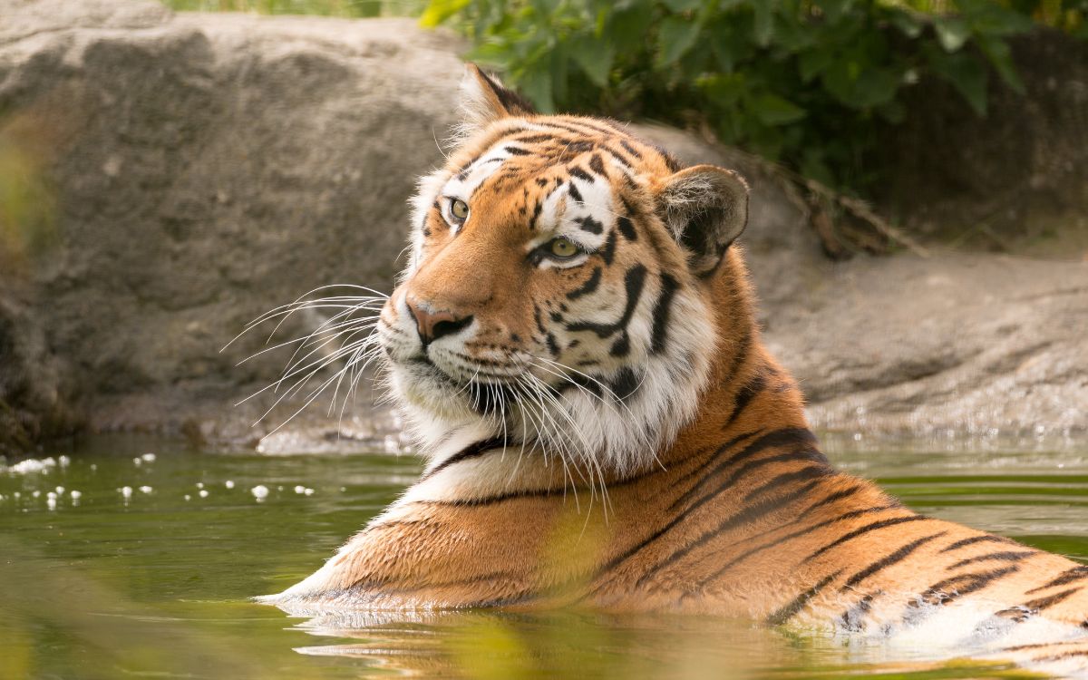 Hallan tigre decapitado en zona turística de Valle de Bravo