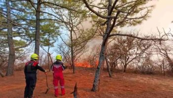 Videos | Incendio consume parte del polígono de la Zona Arqueológica de Monte Albán