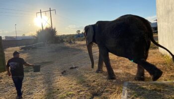 Elefante Annie, abandonada por circo, ya encontró hogar; será la CDMX