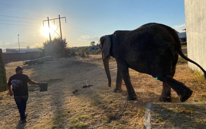 Elefante Annie, abandonada por circo, ya encontró hogar; será la CDMX