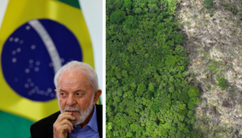 Brasil: la lucha del gobierno de Lula da Silva contra la deforestación está dando frutos
