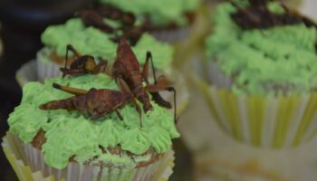 En México se requiere legislar en materia de insectos para la alimentación: Especialista UNAM