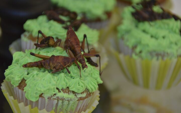 En México se requiere legislar en materia de insectos para la alimentación: Especialista UNAM