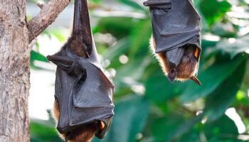 El calentamiento global afecta hibernación de los murciélagos