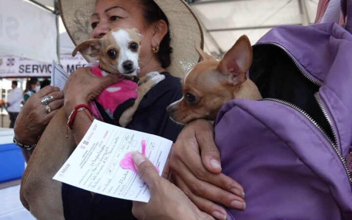 Por ley, deberán inscribir en registro a animales de compañía en CDMX | Video