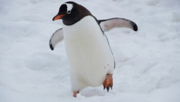 Cambio climático modifica personalidad de los pingüinos: estudio