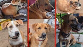 Buscan a perros de mujer canadiense asesinada durante asalto en Querétaro
