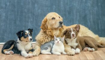 RUAC | ¿Hay fecha límite y sanciones? Lo que debes saber del CURP para mascotas