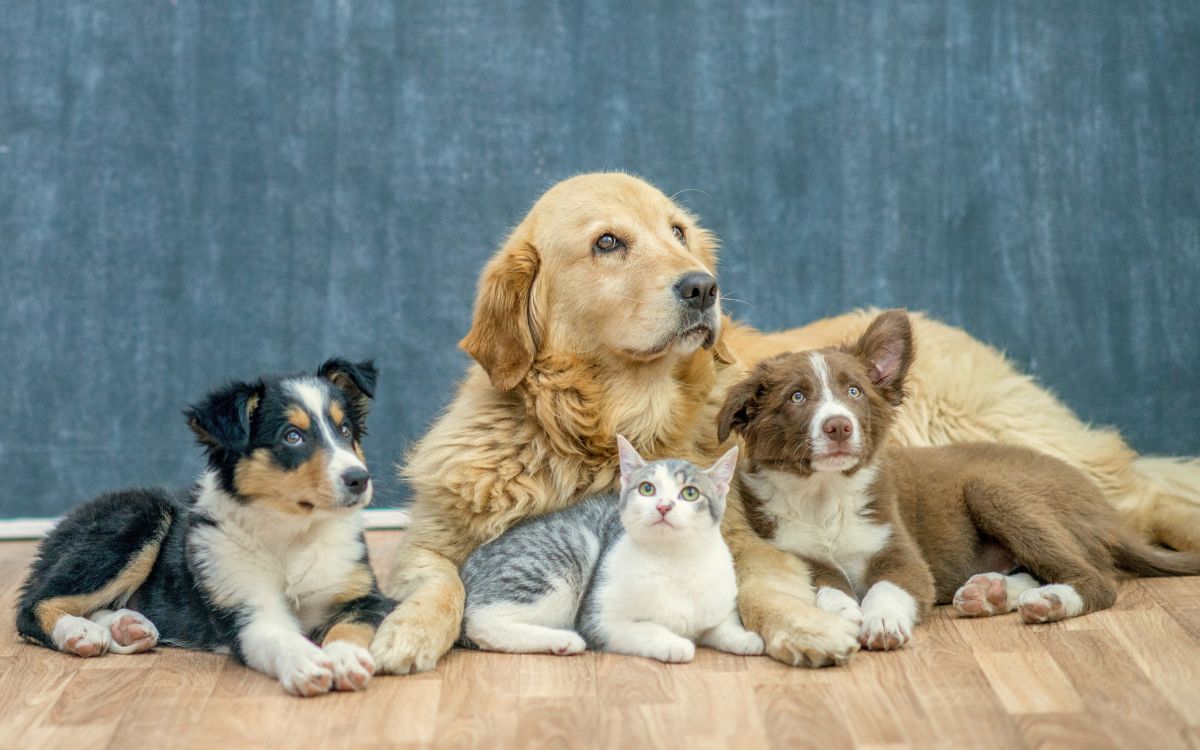 Cómo proteger a tus mascotas del estrés cuando suena la pirotecnia