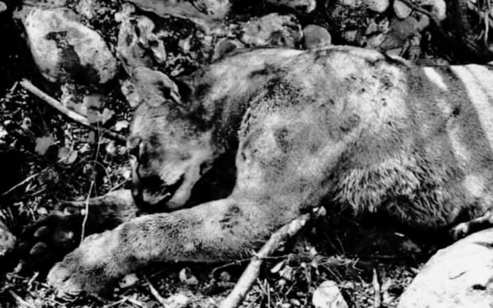 Campesino lucha a muerte contra puma en Tamaulipas Campesino lucha a muerte contra puma en Tamaulipas