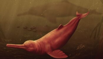 Antiguo delfín gigante descubierto en el Amazonas