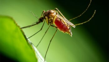 Casos de dengue en México suben 468% interanual en lo que va de 2024
