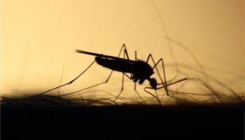 América podría enfrentar otro récord en casos de dengue en 2024: OPS
