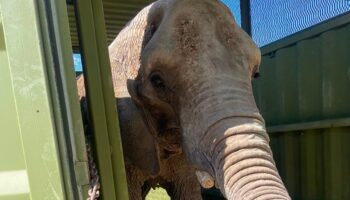 Activistas rechazan traslado de elefante Annie al zoológico de Aragón