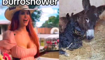 Nace burro en Cuacolandia; Elena Larrea le organizó 'burro shower' antes de morir